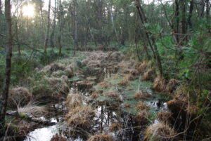 Moorschutz